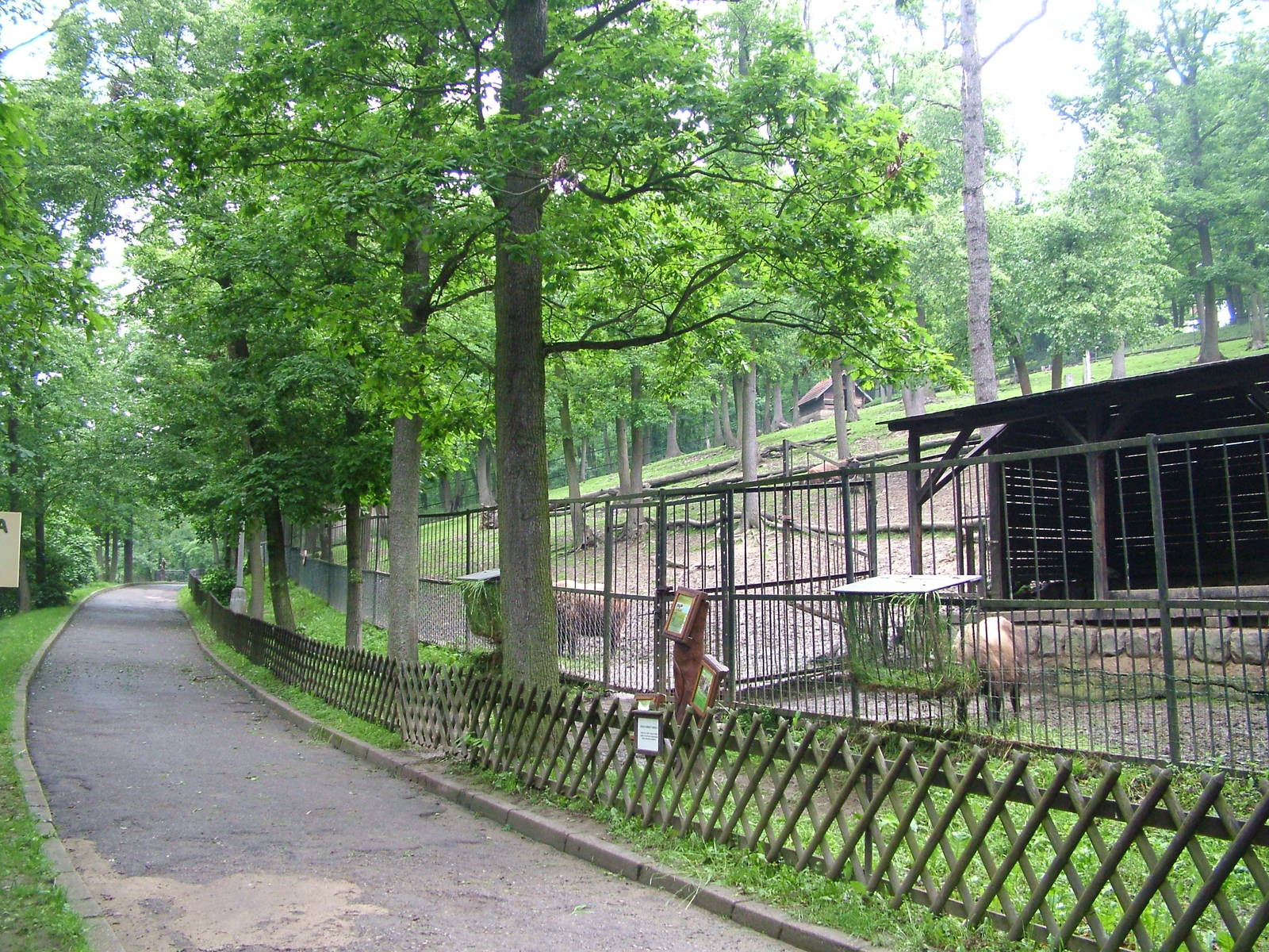 Mishmi Takin paddock at Brno, 27/05/10