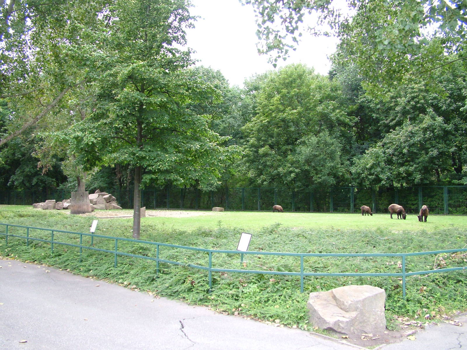 Mishmi Takin Paddock at Tierpark Berlin, 30/08/11