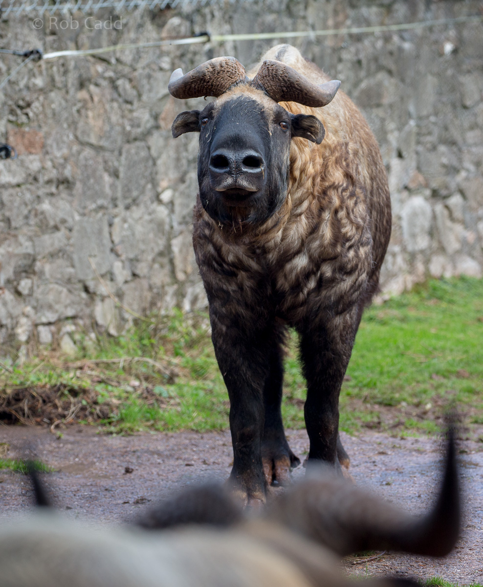 Mishmi takin : Paignton : 17 Oct 2016