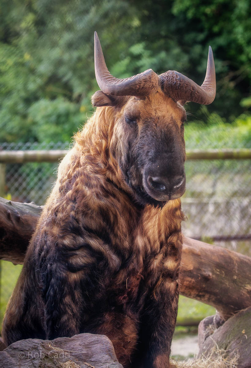 Mishmi takin : Paignton : 23 Sep 2015