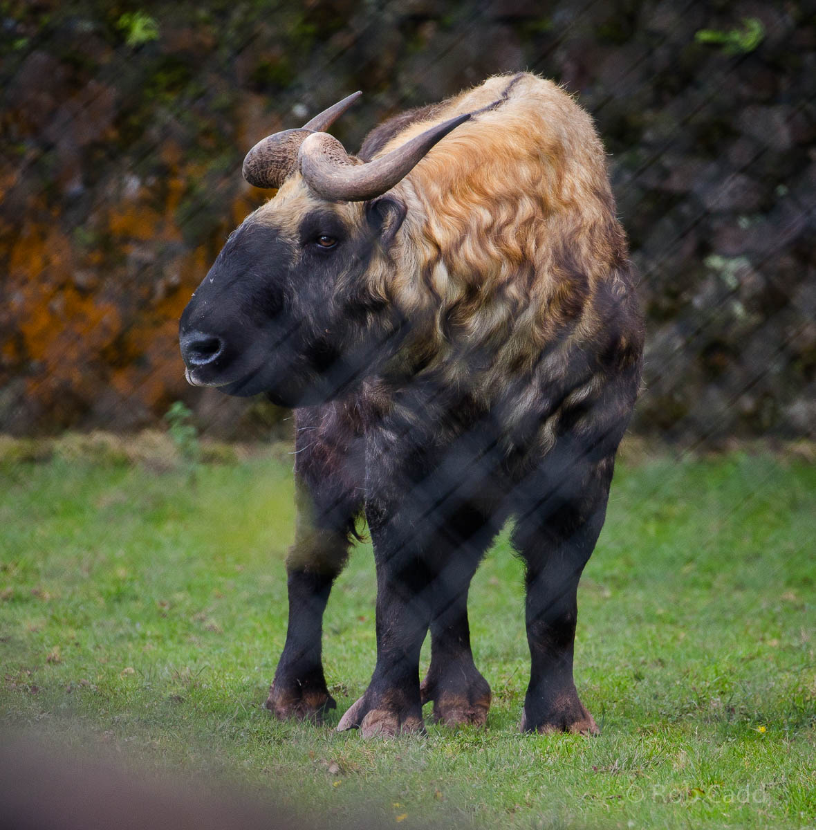 Mishmi takin : Paignton : 23 Sep 2015