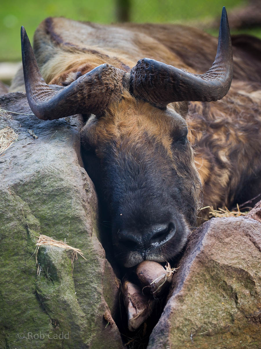 Mishmi takin : Paignton : 23 Sep 2015