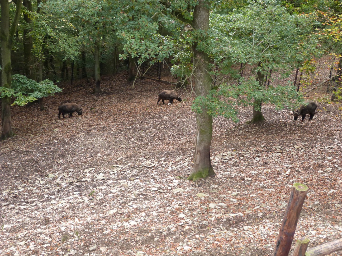 Mishmi takin - Parc animalier de Bouillon