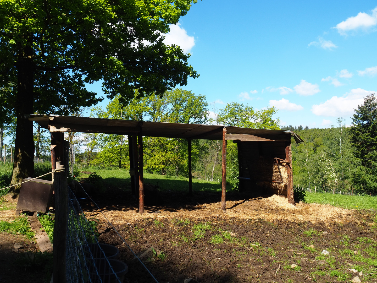 Mishmi takin shelter, 2021-05-29