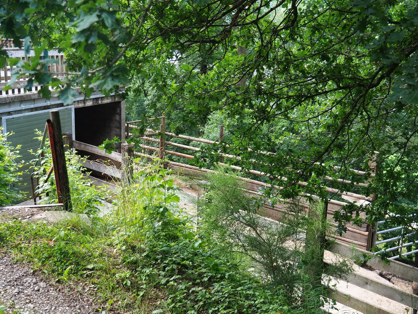 Mishmi takin shelter under viewing area and holding paddock, 2023-06-24