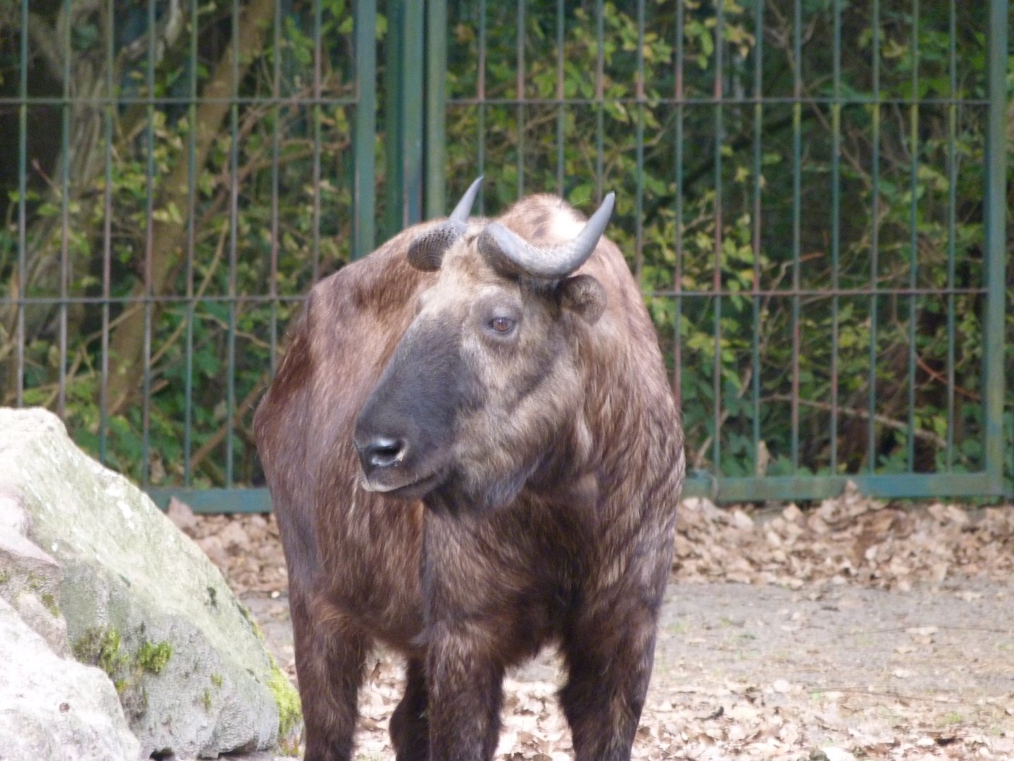 Mishmi takin -Tierpark Berlin (2024)