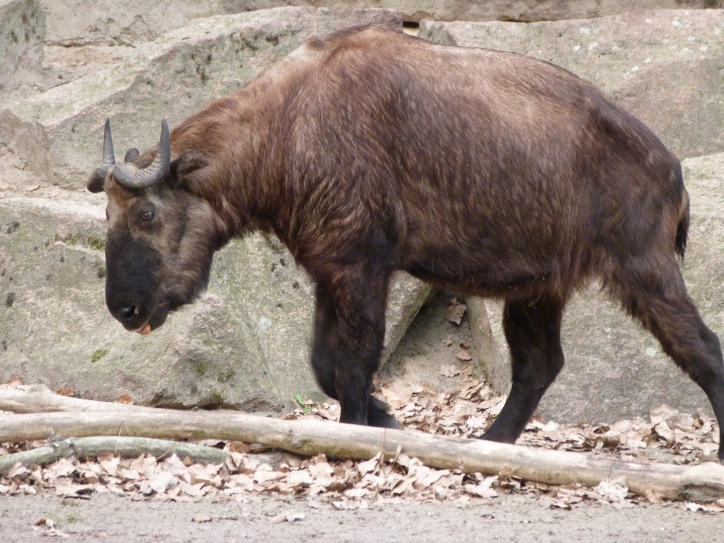 Mishmi takin -Tierpark Berlin (2024)