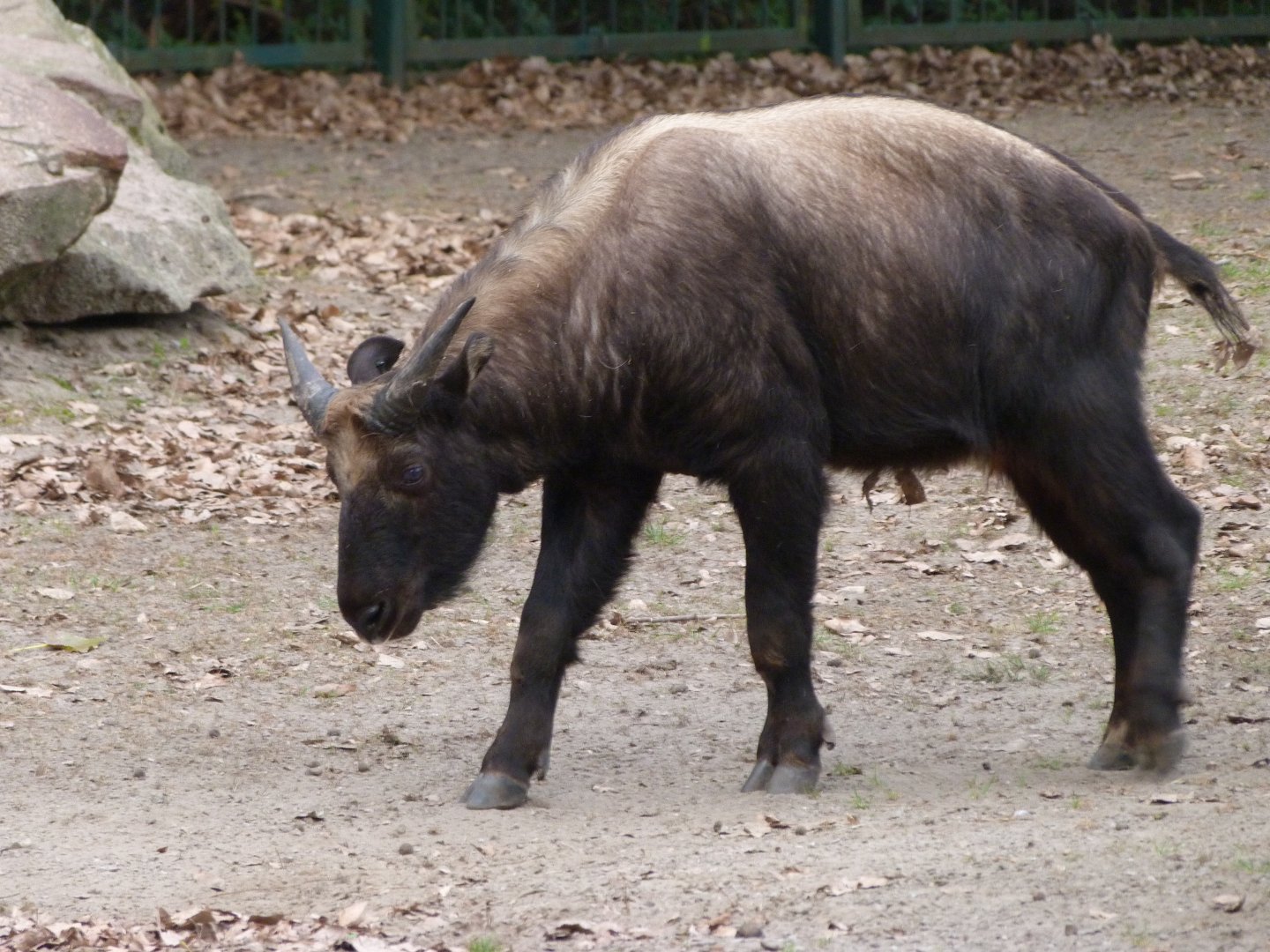 Mishmi takin -Tierpark Berlin (2024)