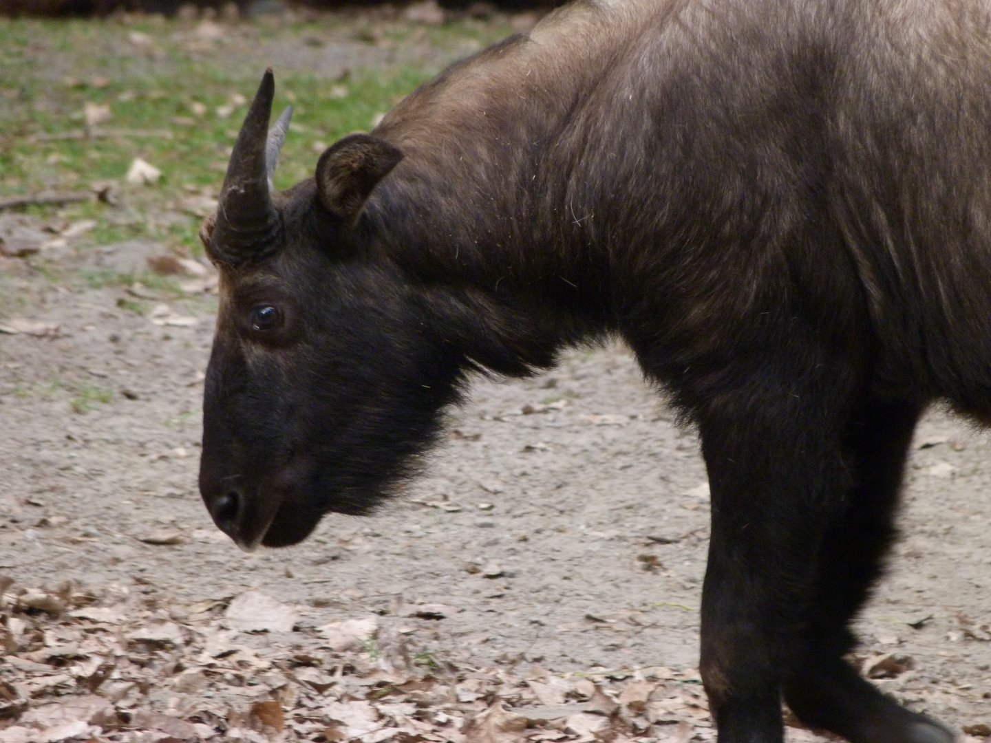 Mishmi takin -Tierpark Berlin (2024)