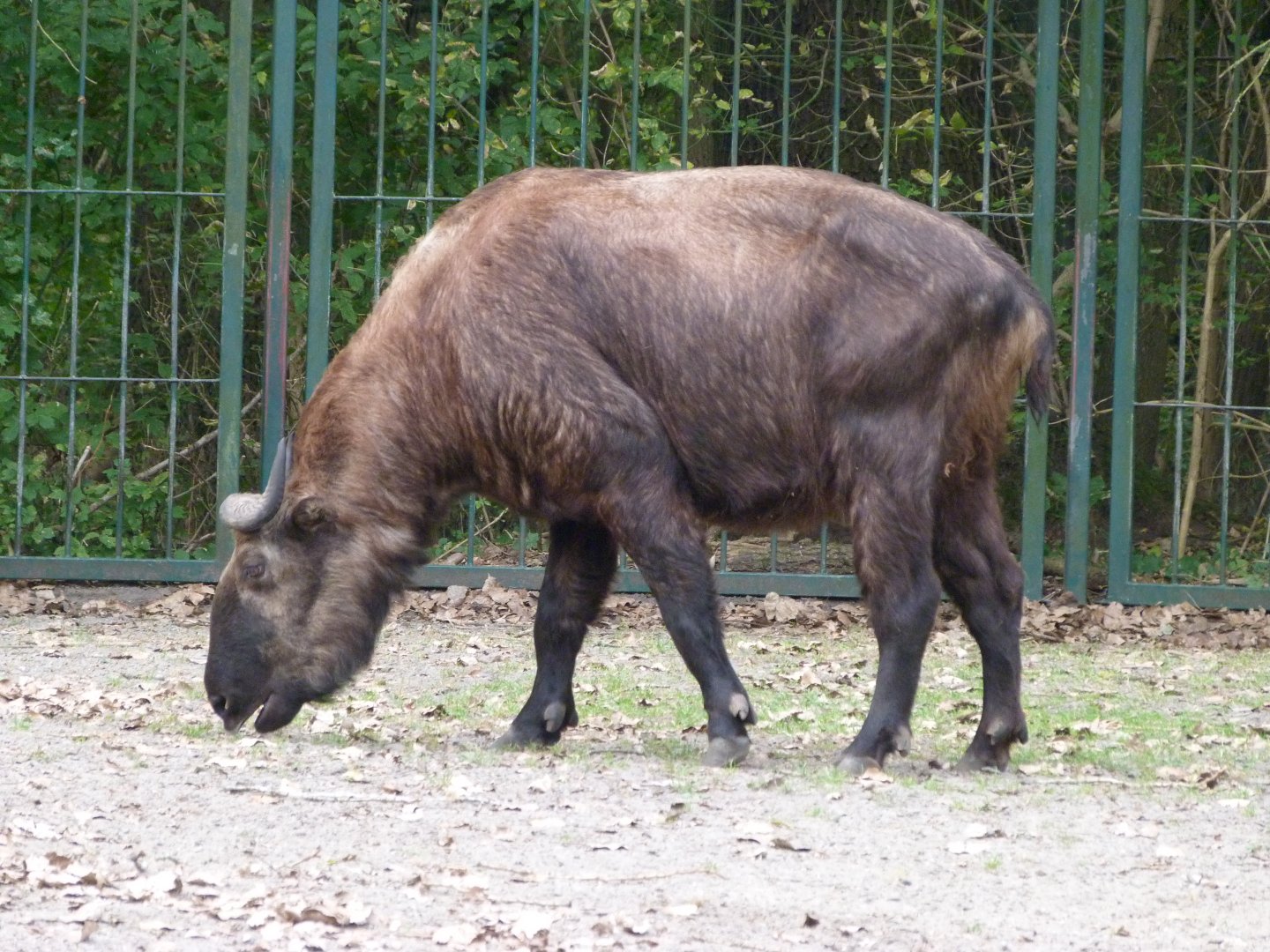 Mishmi takin -Tierpark Berlin (2024)