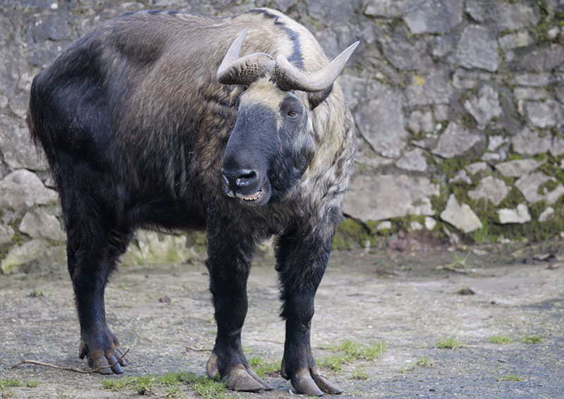 Mishmi takin vocalising