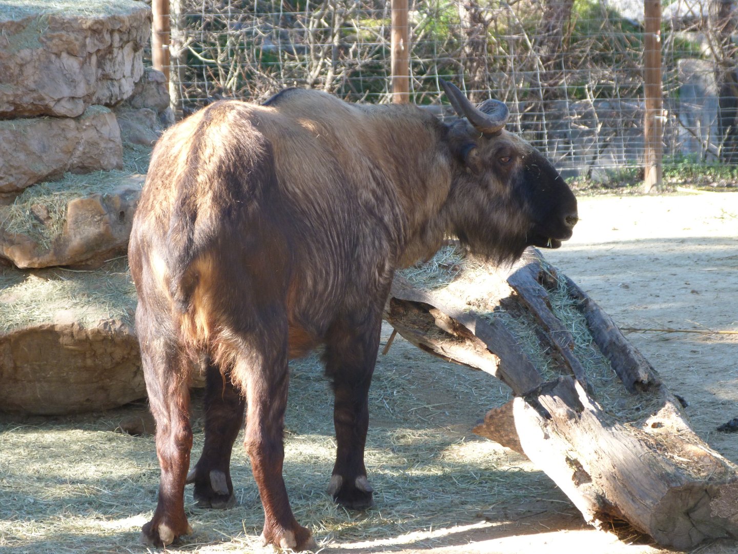 Mishmi takin -Zoo Aquarium de Madrid (2025)