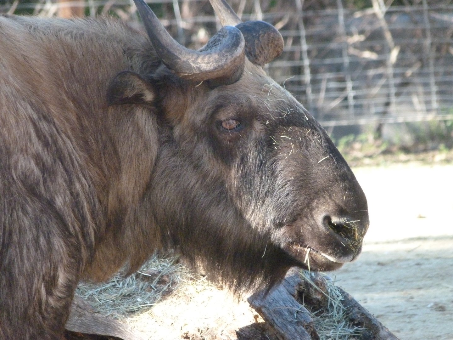 Mishmi takin -Zoo Aquarium de Madrid (2025)