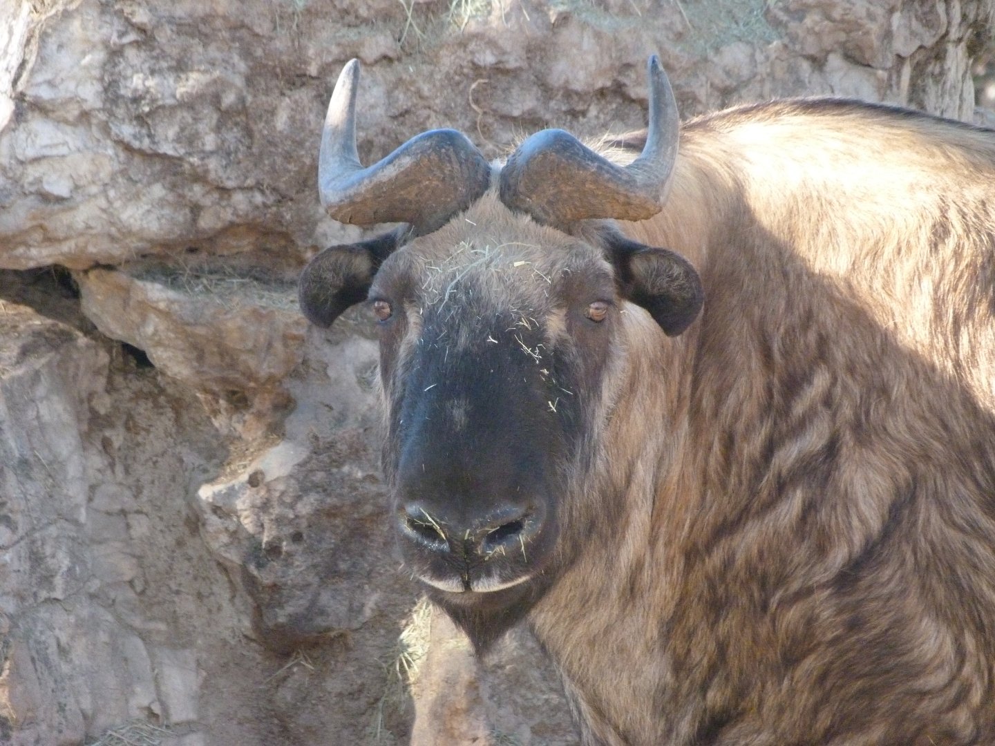Mishmi takin -Zoo Aquarium de Madrid (2025)
