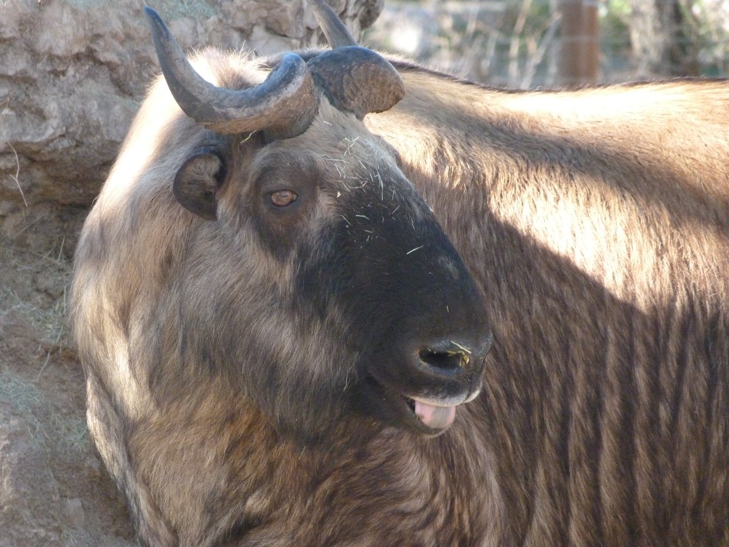 Mishmi takin -Zoo Aquarium de Madrid (2025)