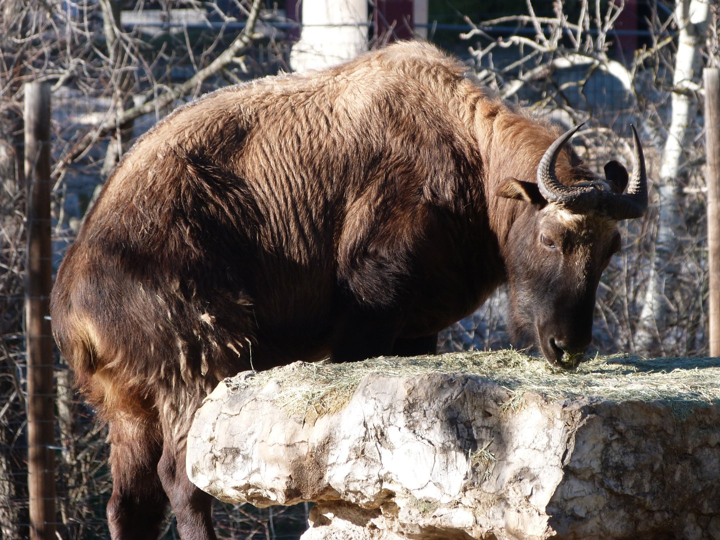Mishmi takin -Zoo Aquarium de Madrid (2025)