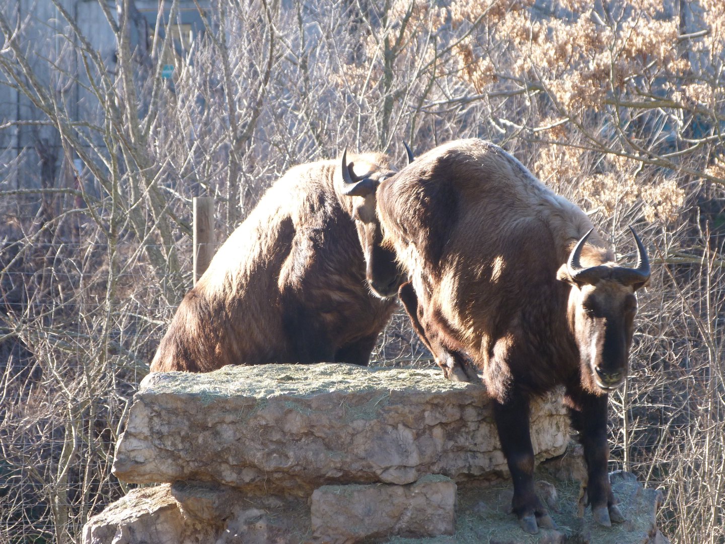 Mishmi takin -Zoo Aquarium de Madrid (2025)