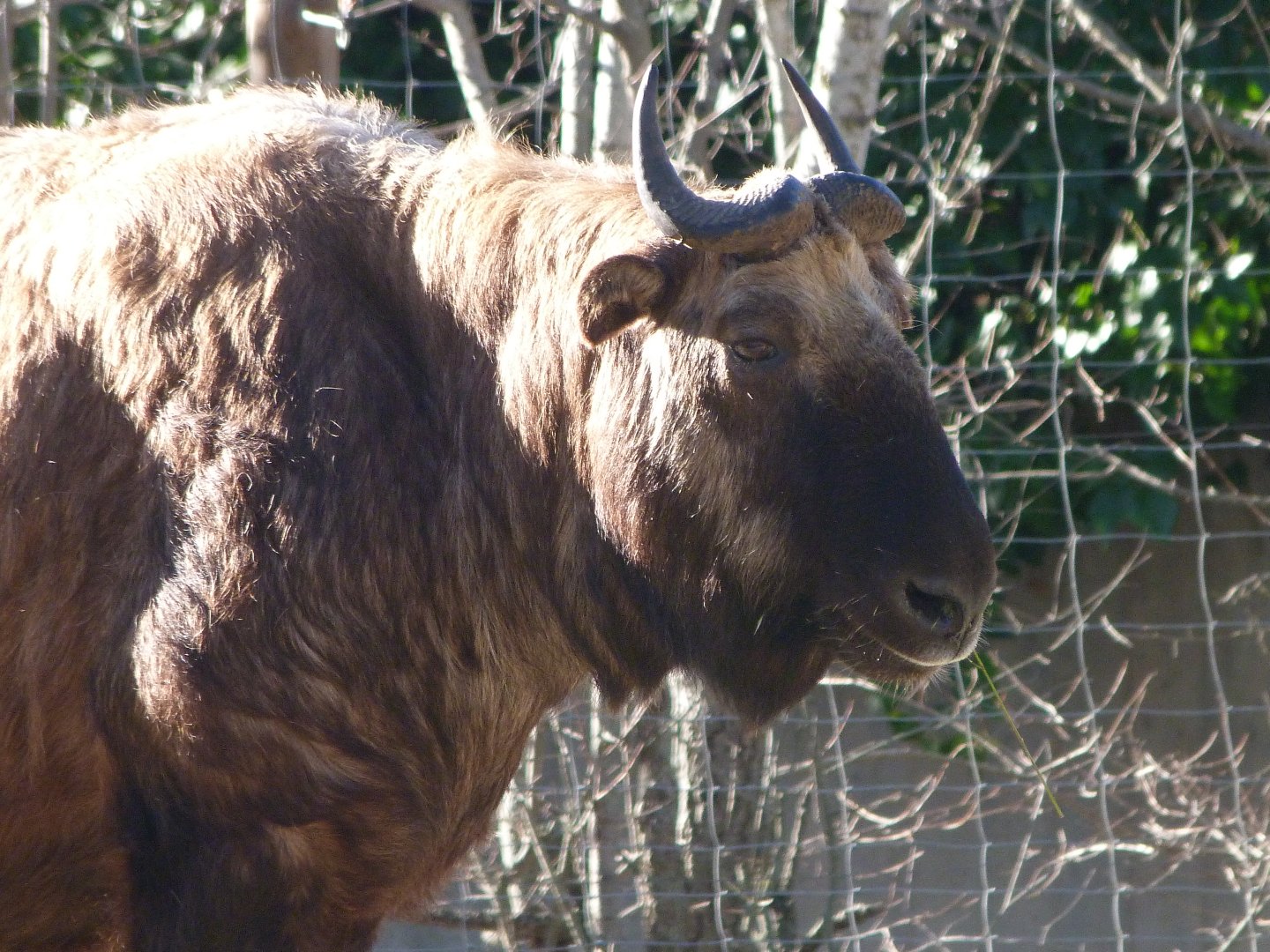 Mishmi takin -Zoo Aquarium de Madrid (2025)
