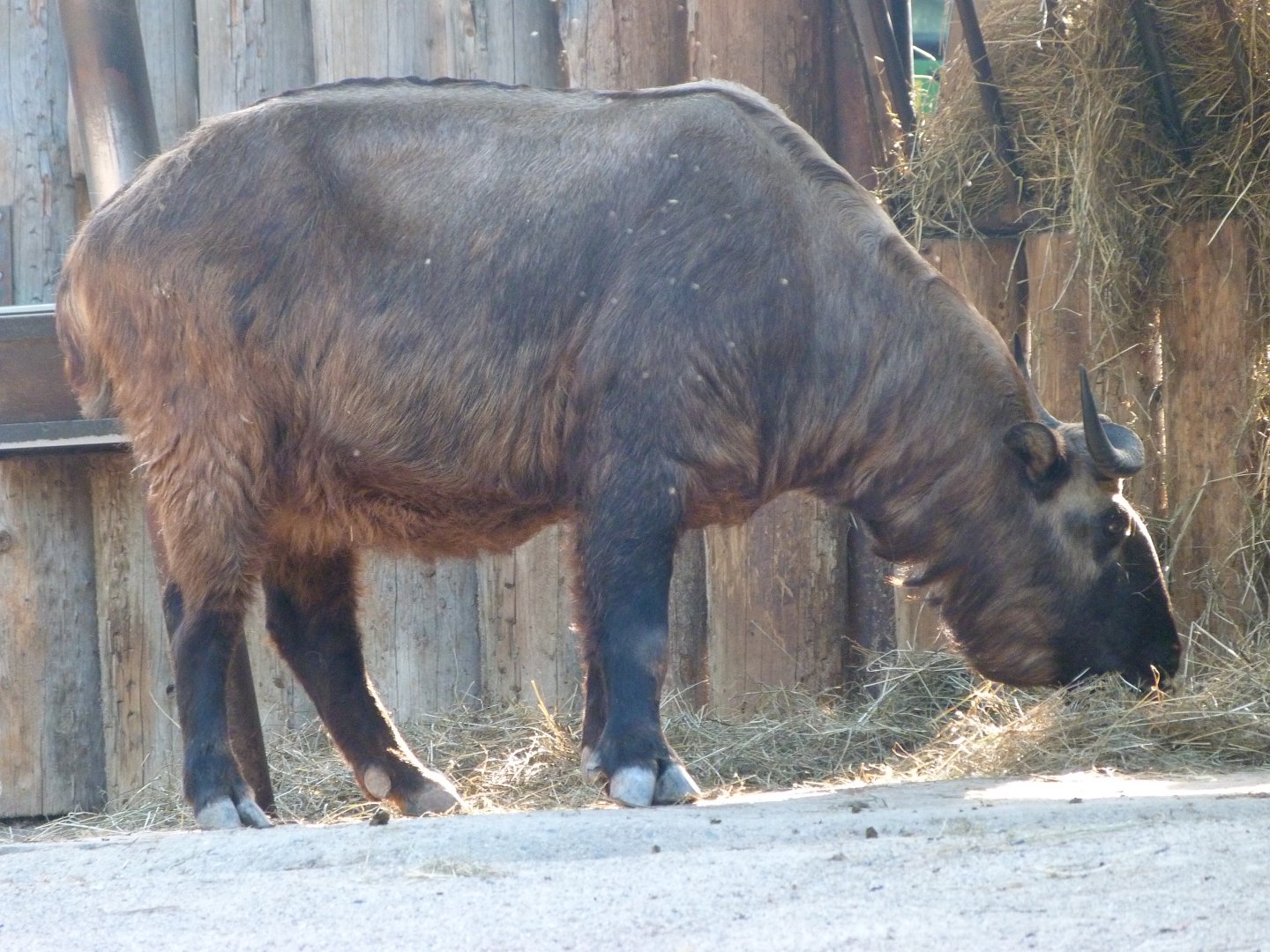 Mishmi takin -Zoo Praha (2025)