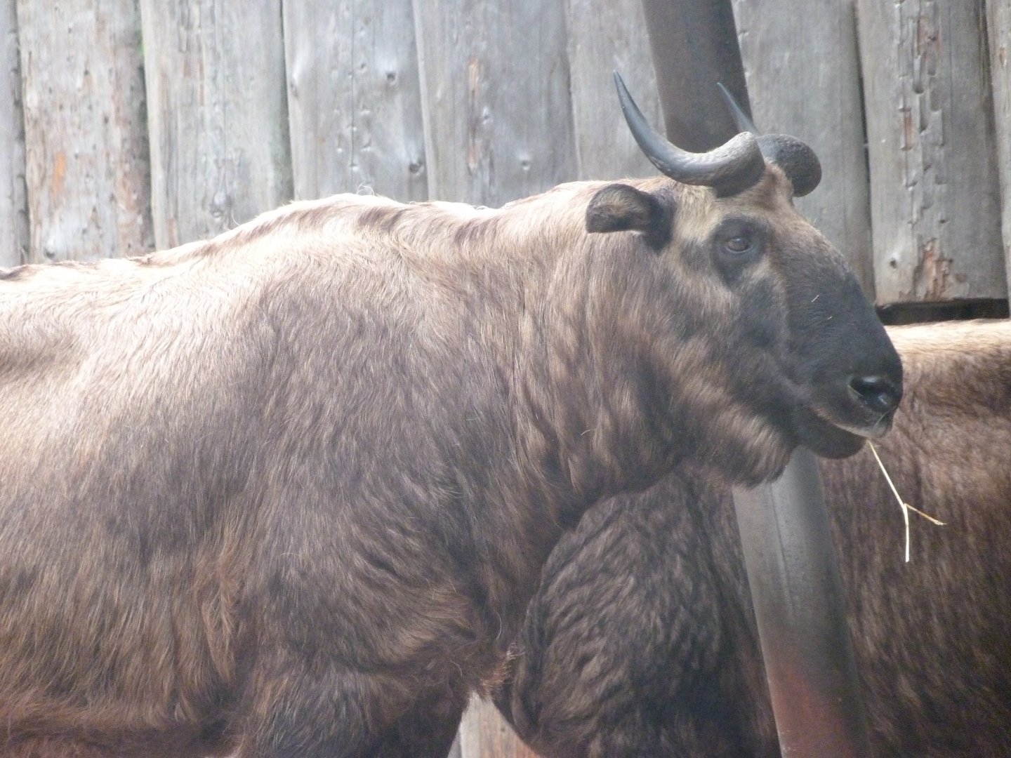 Mishmi takin -Zoo Praha (2025)