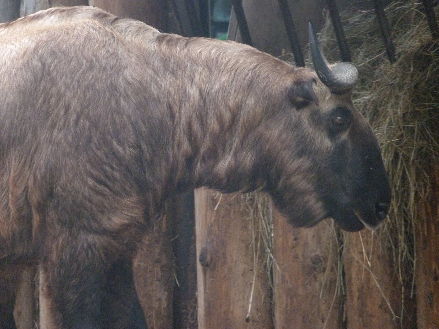 Mishmi takin -Zoo Praha (2025)