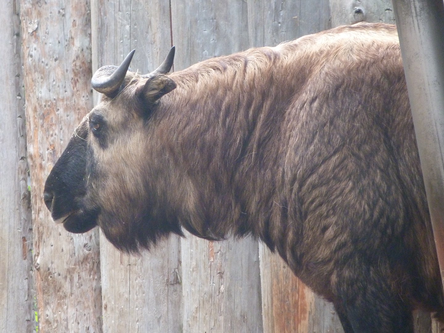 Mishmi takin -Zoo Praha (2025)