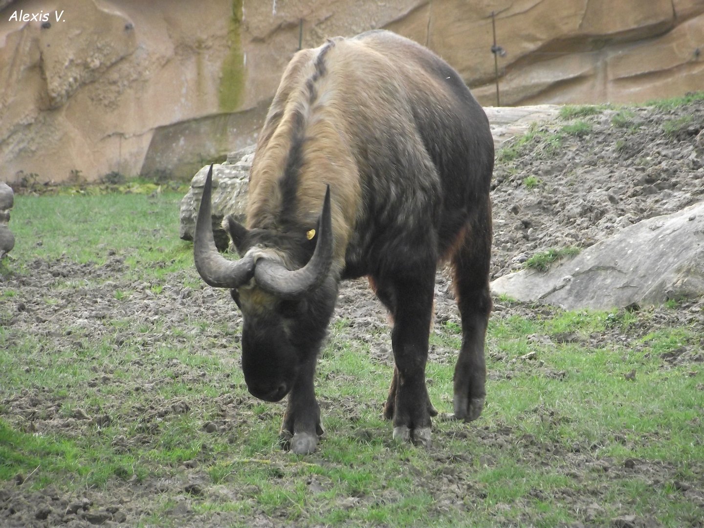 Mishmi Takin - Zooparc de Beauval - 01/2023