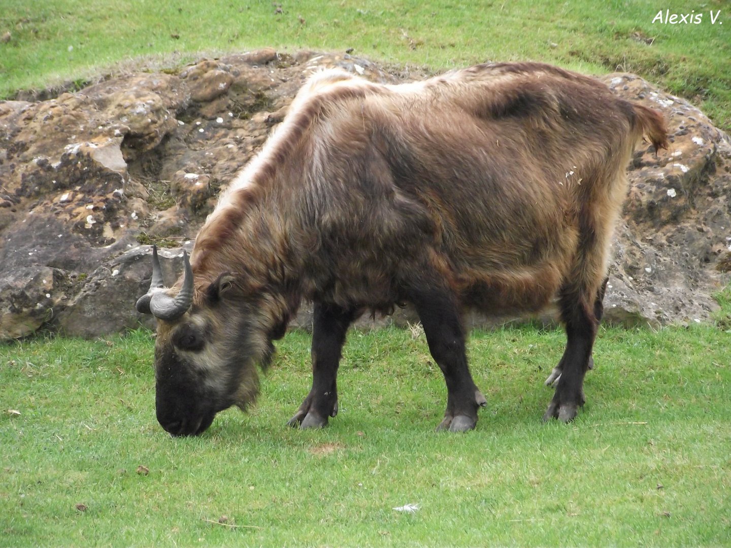 Mishmi Takin - Zooparc de Beauval - 08/2020