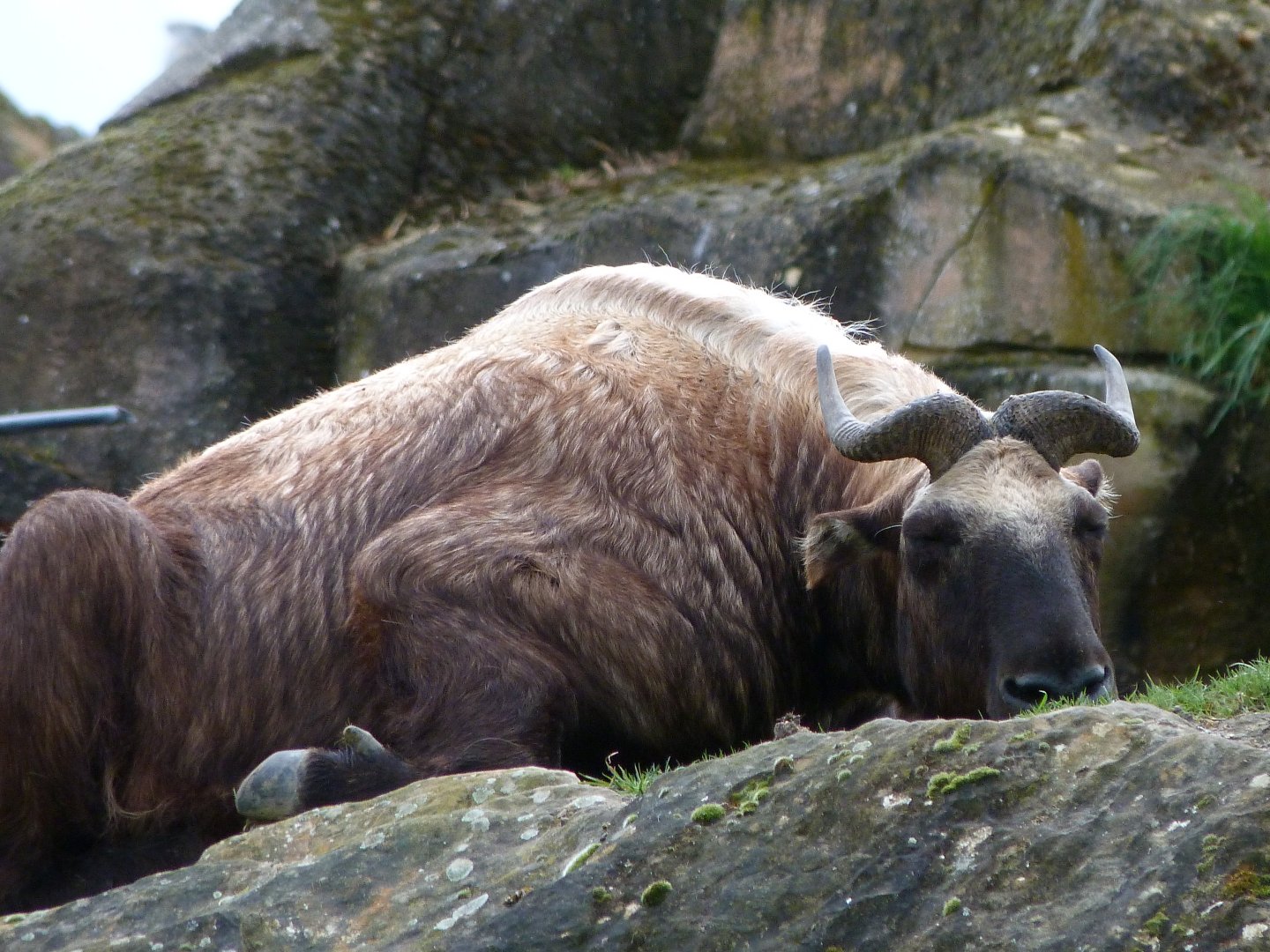 Mishmi takin -ZooParc de Beauval (2025)