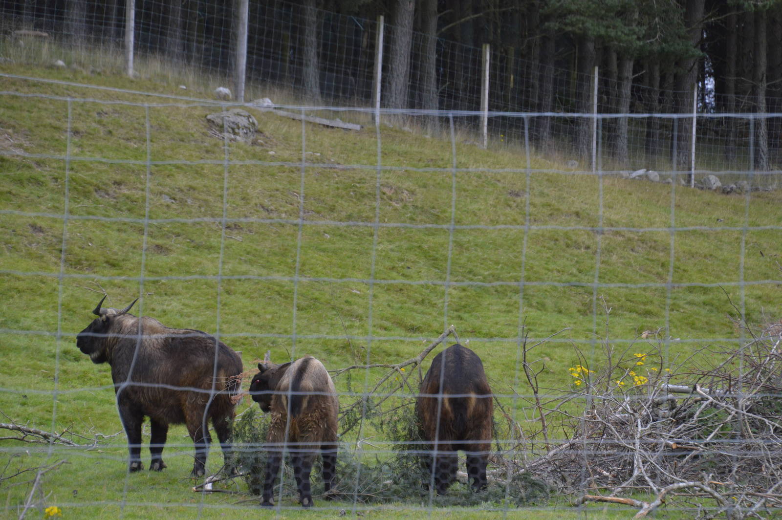 Mishmi Takins 250815