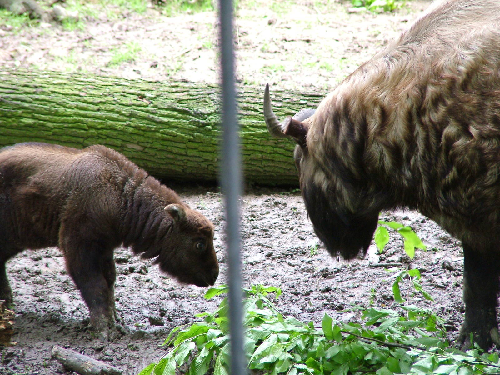 Mishmi Takins at Brno, 27/05/10
