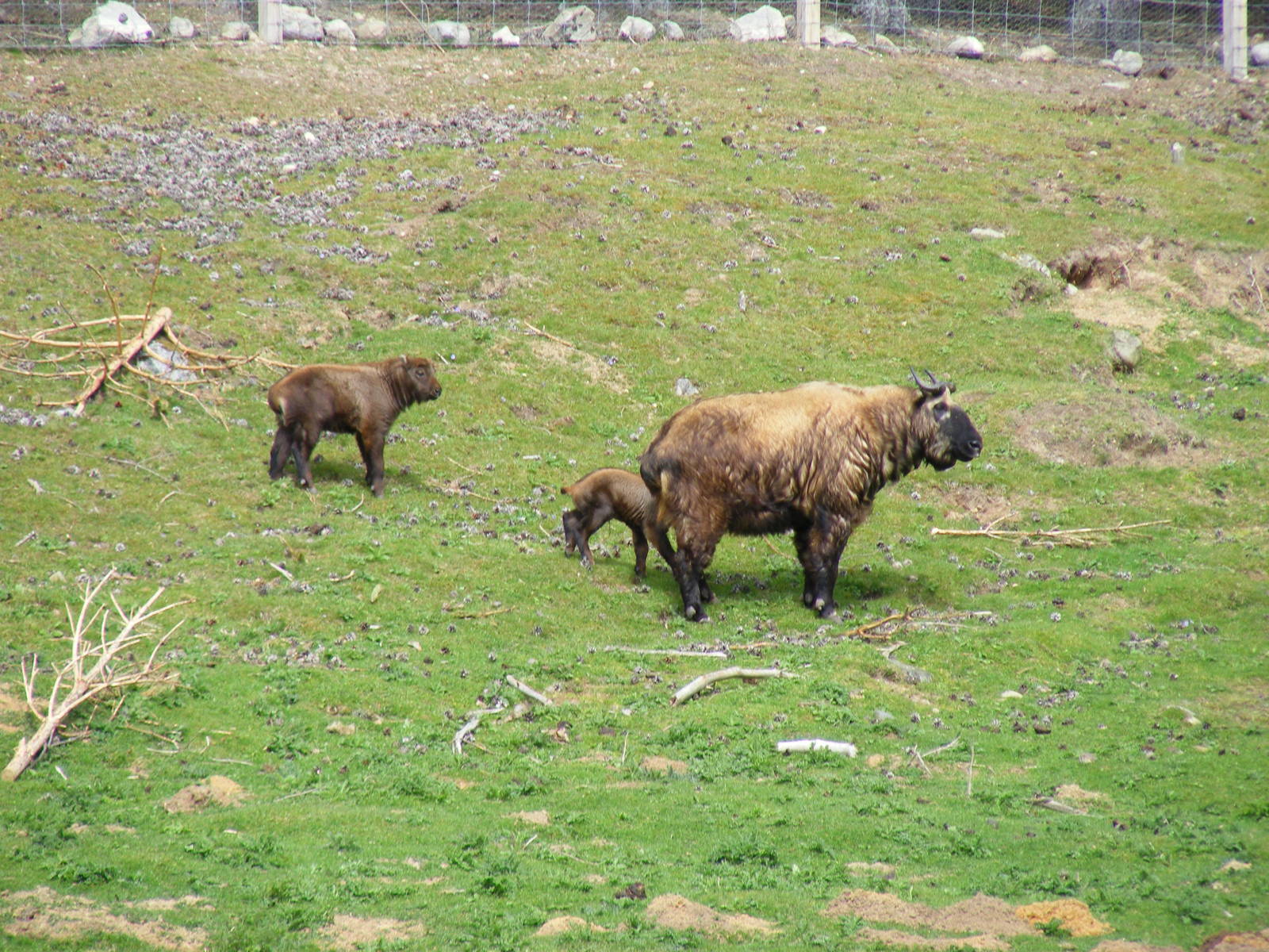 Mishmi takins at Highland Wildlife Park, 17 May 2010