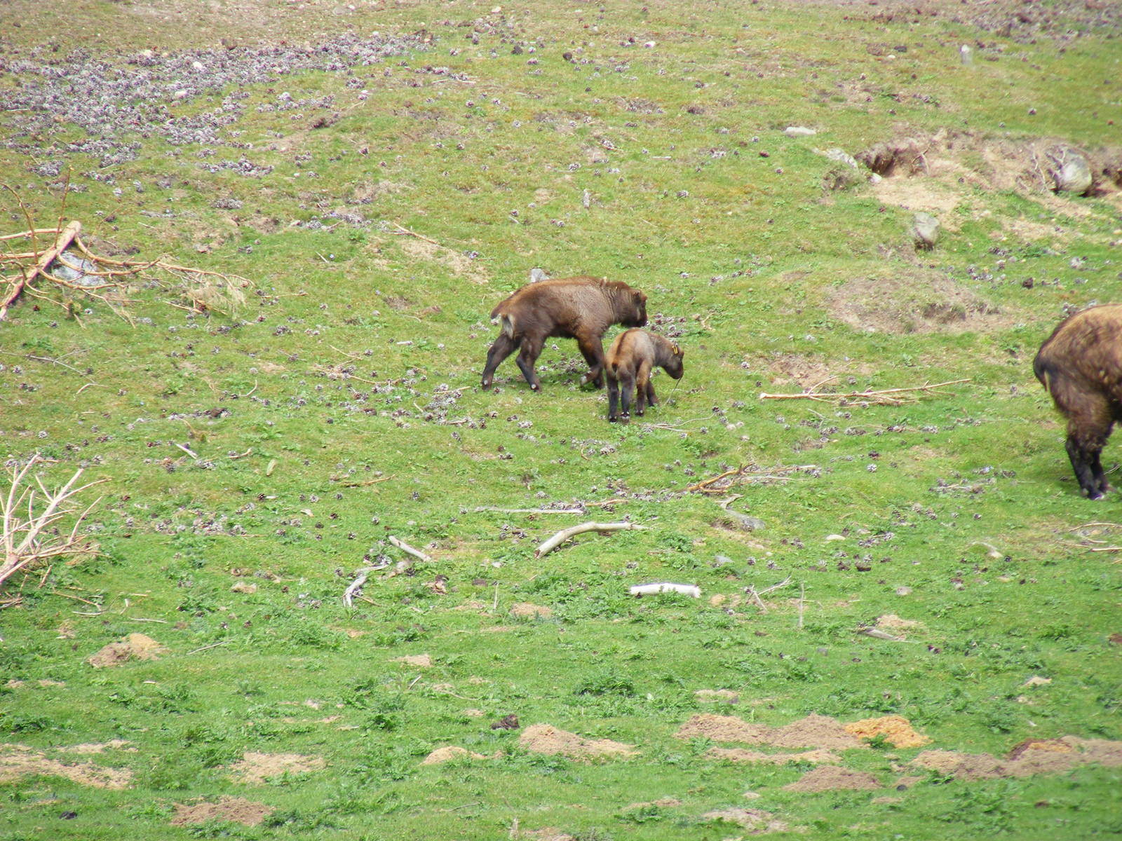 Mishmi takins at Highland Wildlife Park, 17 May 2010