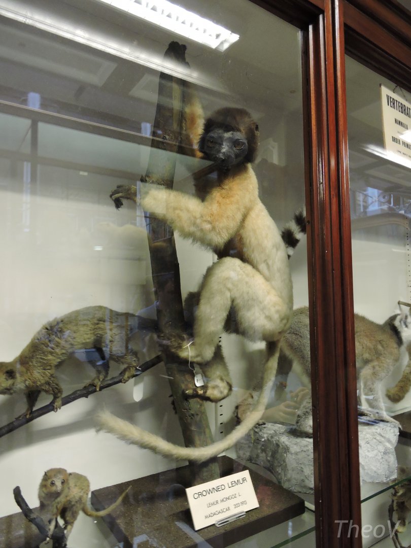 Misidentified crowned sifaka [2016]