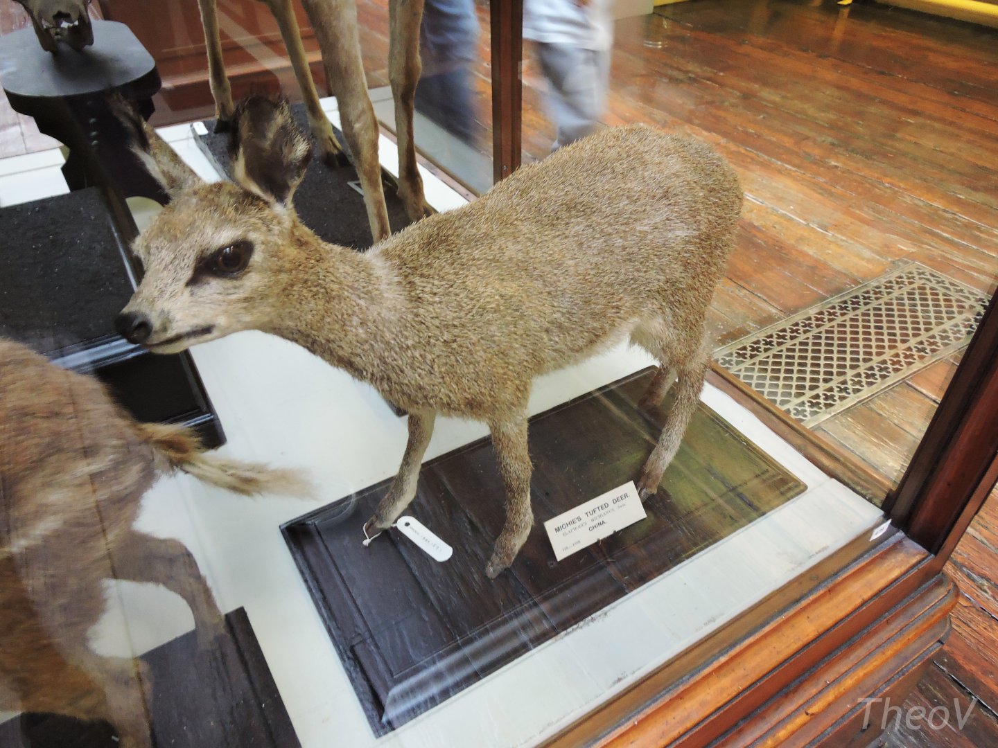 Misidentified klipspringer [2016]