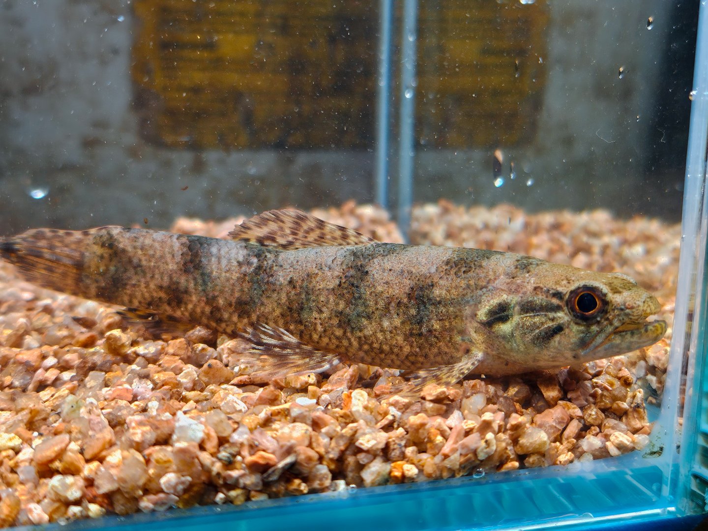 Misiones Red Tararira (Hoplias misionera)