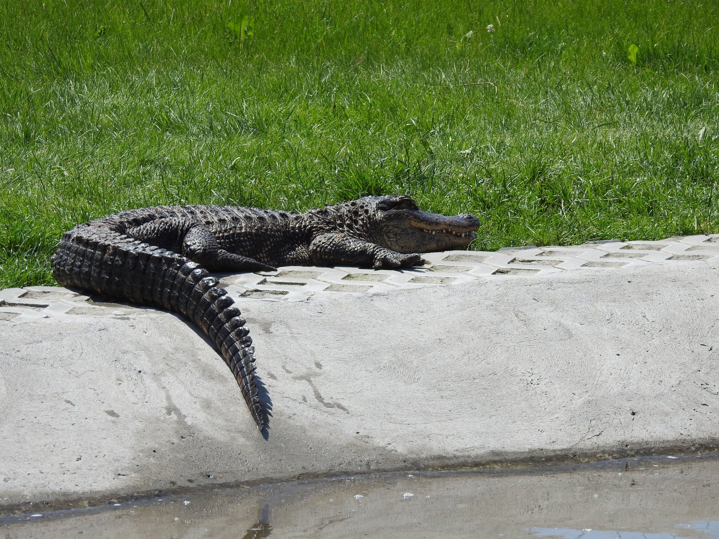 Misisipi aligator