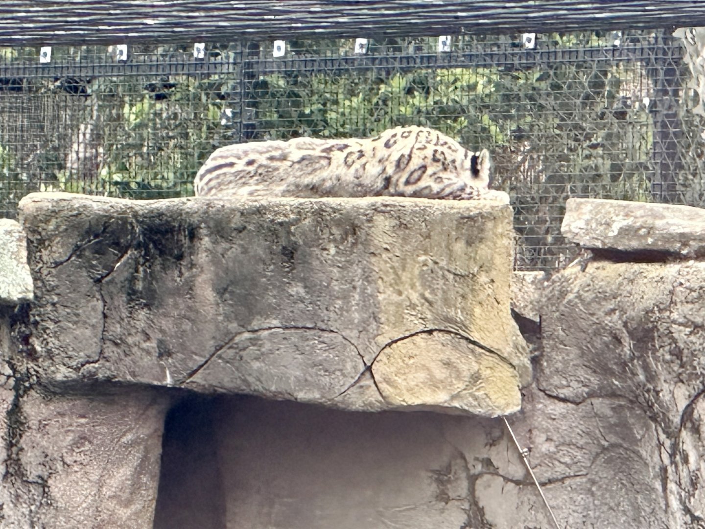 Miska (female Snow leopard)