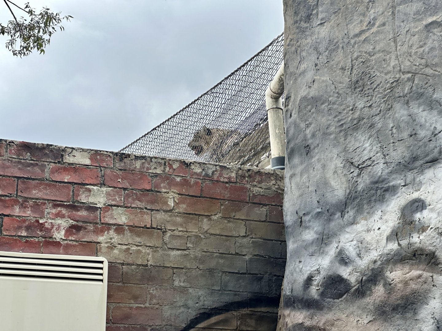 Miska (Flehmen Response)