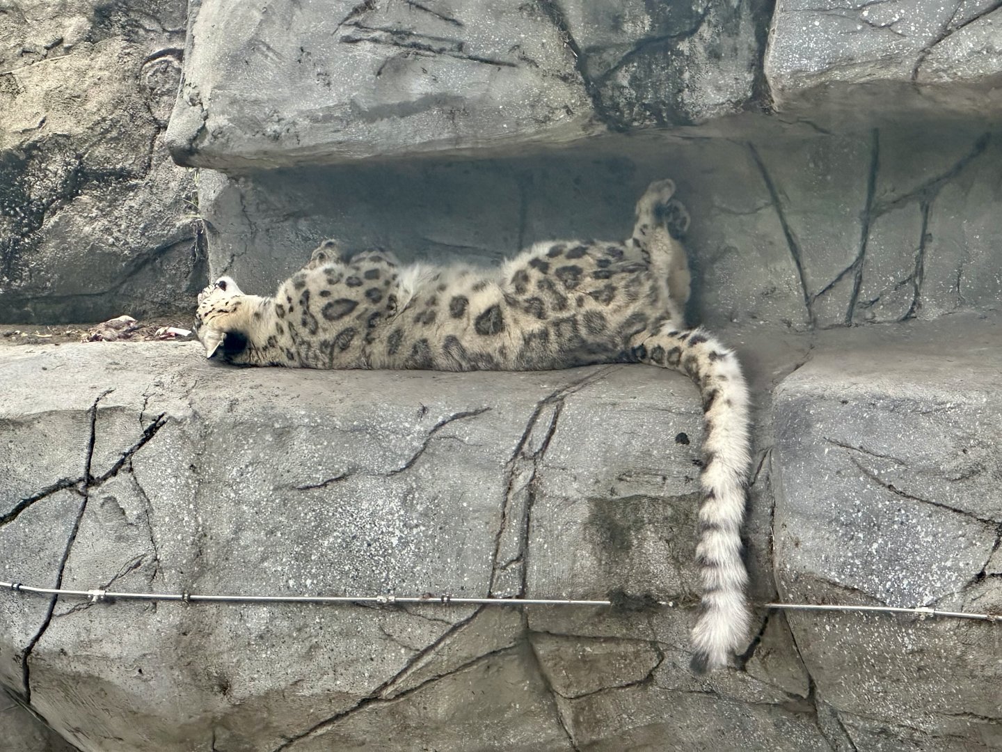 Miska (Snow Leopard)