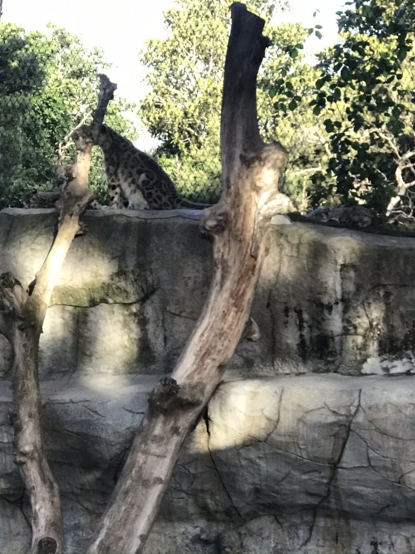 Miska the Snow Leopard and her three cubs