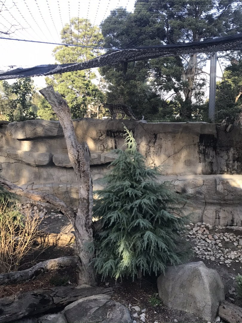 Miska the Snow Leopard