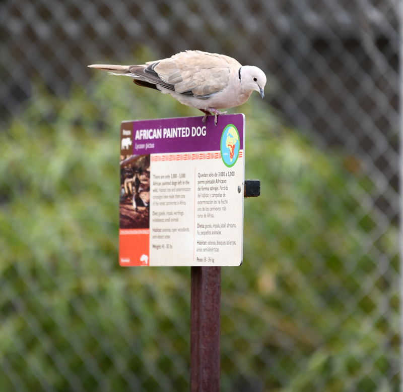 mislabeled exhibit (LOL)