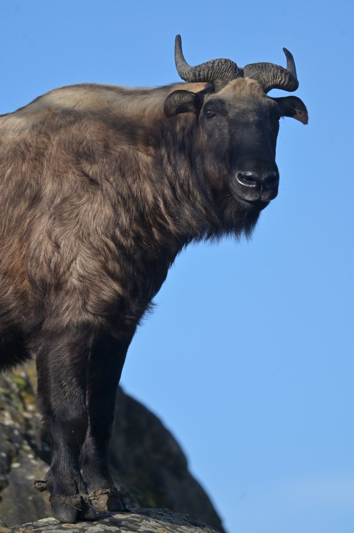 Mismi takin (Budorcas taxicolor taxicolor)