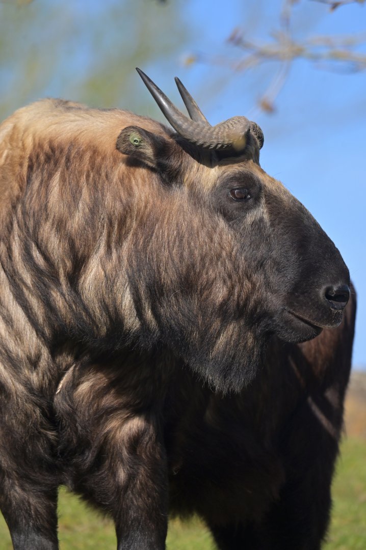 Mismi takin (Budorcas taxicolor taxicolor)