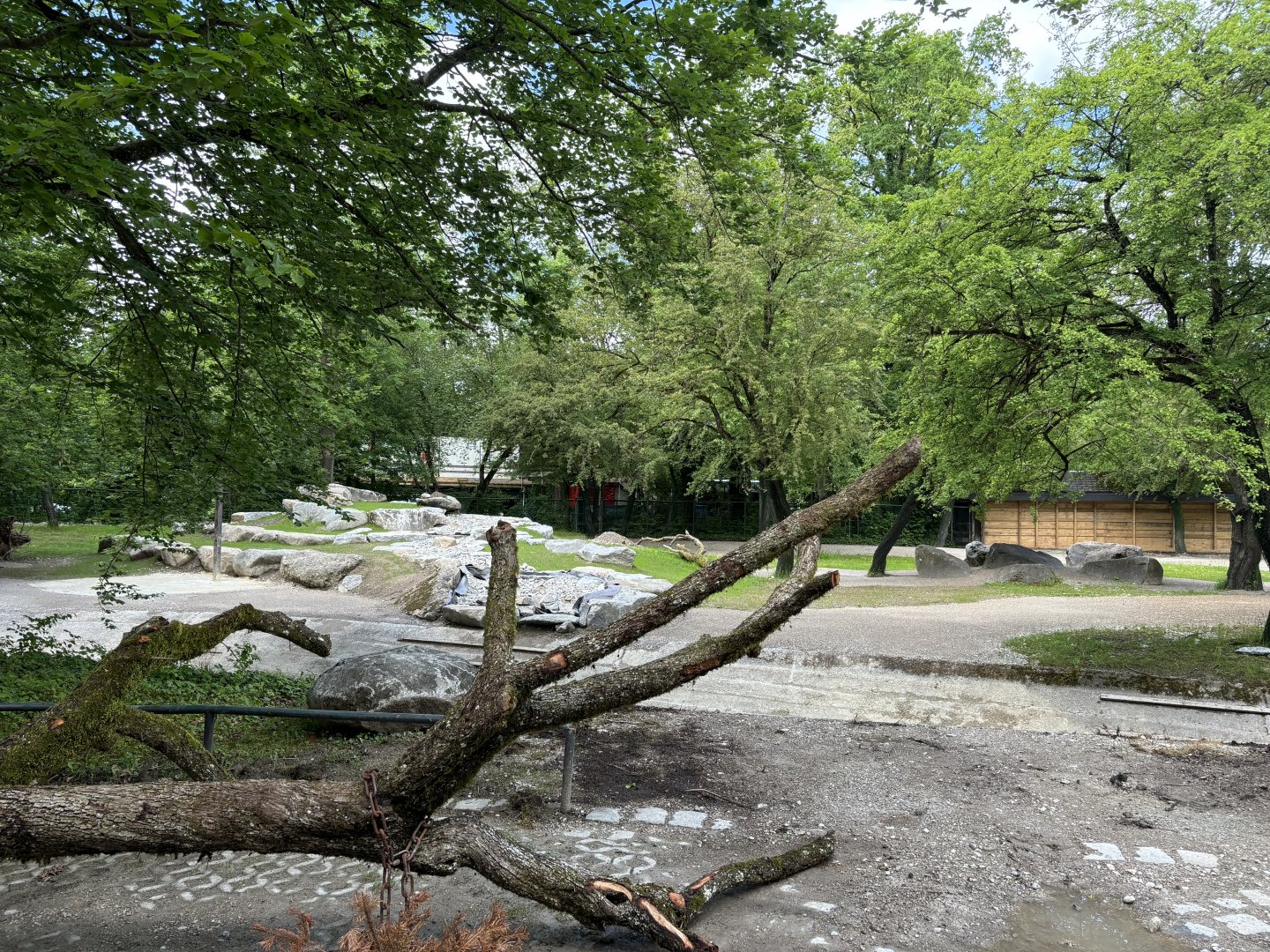 Mismi Takin Enclosure Construction