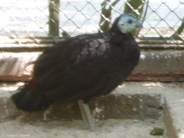 Misool Brush-turkey (Aepypodius arfakianus misoliensis) June 2006