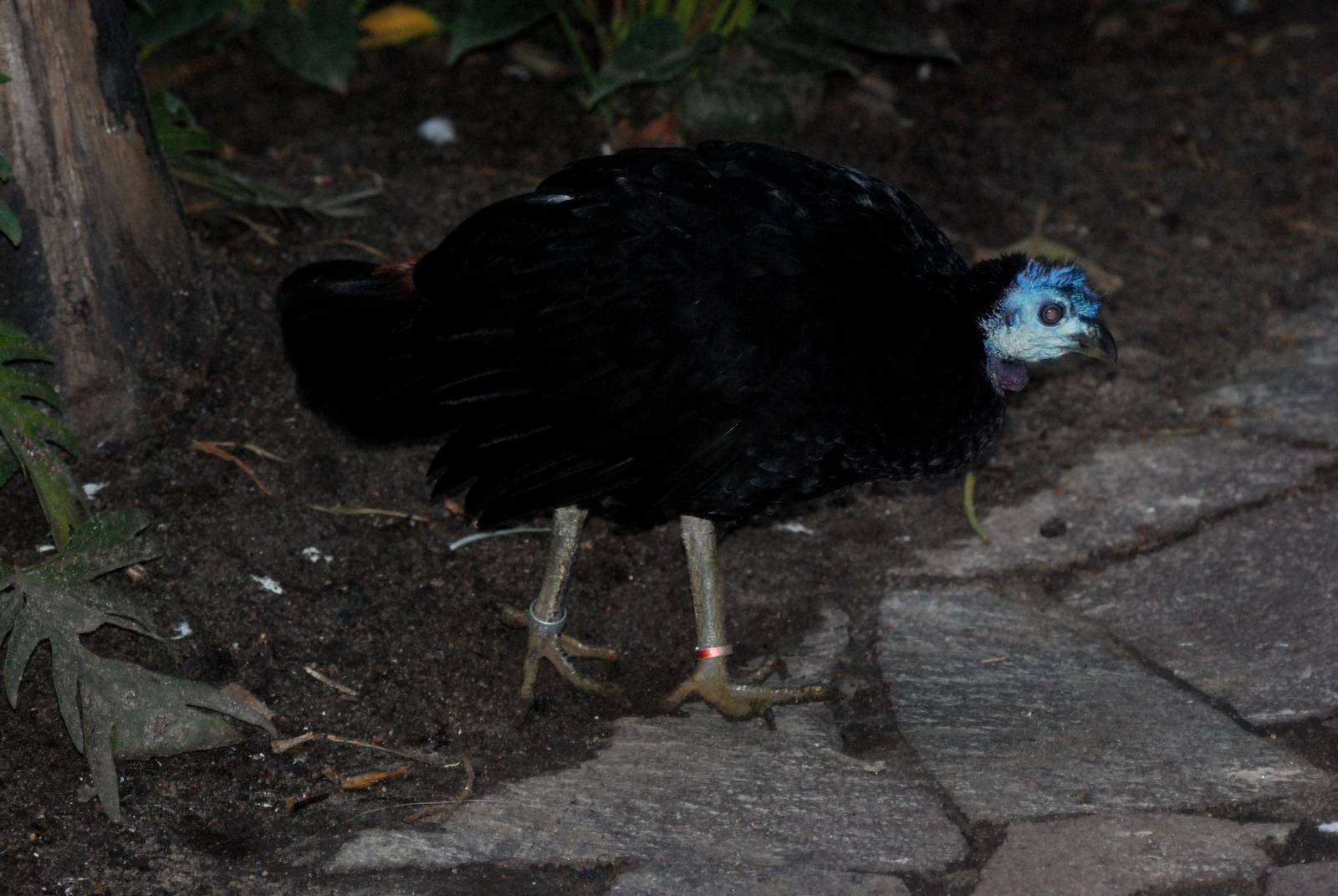 Misool Brush-Turkey at Walsrode, 22/03/13