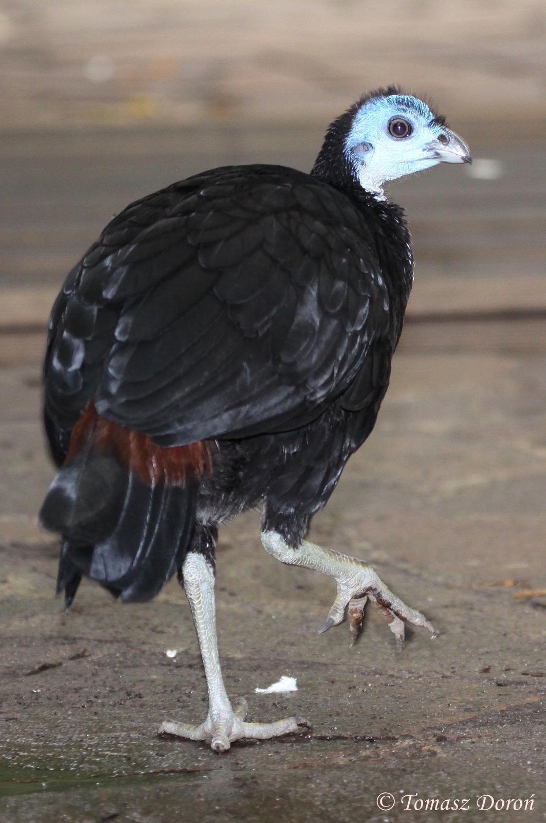 Misool Wattled Brush-turkey (Aepypodius arfakianus misoliensis) July 2010