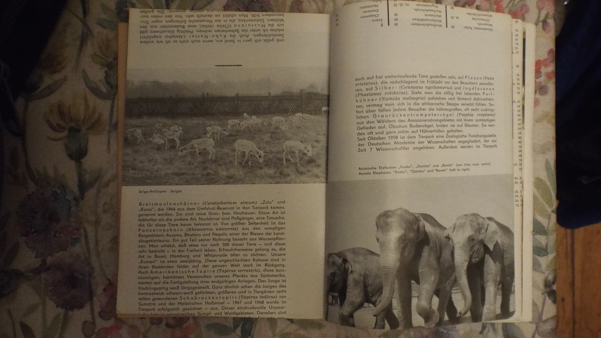 Misprint from a Tierpark Berlin guide